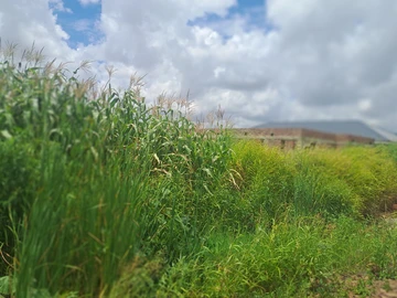 Stands & Residential Land